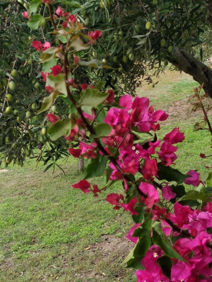 אורמוס פנגיאס Ases Villa Lagonisi Halkidiki מראה חיצוני תמונה